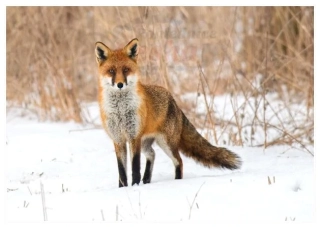 66000878 Pohlednice Liška obecná 